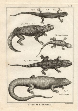 Antique Print-STELLION-SKINK-GECKO-Panckoucke-1789