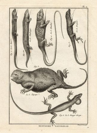 Antique Print-MABUYA-LIZARD-NEWT-ANOLE-Panckoucke-1789