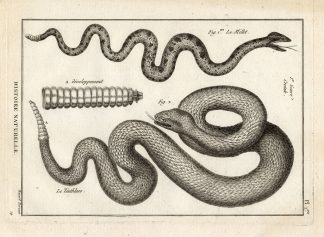 Antique Print-SNAKES-MILLET-TEUTHLACO-Panckoucke-1789