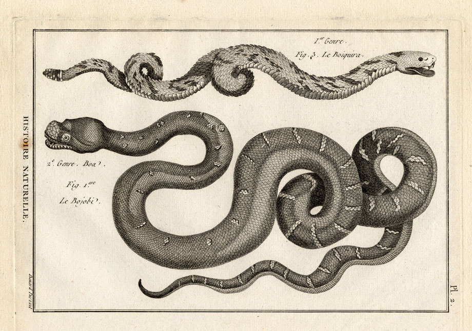 , Antique Print-RATTLESNAKE-TREE BOA-Panckoucke-1789, Pictura Antique Prints
