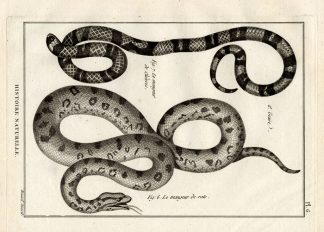 Antique Print-RAT SNAKE-GOAT SNAKE-Panckoucke-1789