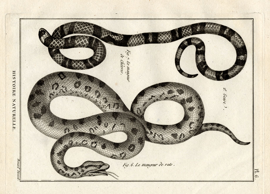 , Antique Print-RAT SNAKE-GOAT SNAKE-Panckoucke-1789, Pictura Antique Prints