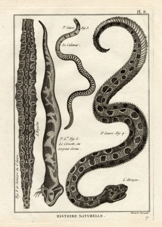 Antique Print-HORNED VIPER-ADDER-SNAKE-Panckoucke-1789