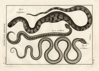 Antique Print-SNAKES-CHERSEE-BLEUET-Panckoucke-1789