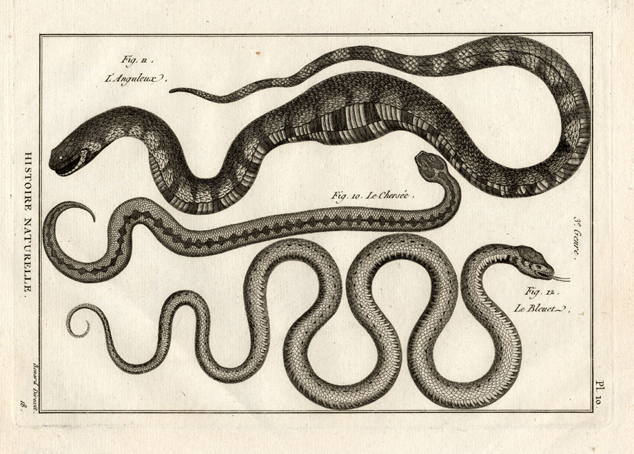 , Antique Print-SNAKES-CHERSEE-BLEUET-Panckoucke-1789, Pictura Antique Prints