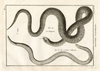 Antique Print-GRASS SNAKES-VAMPUM-Panckoucke-1789