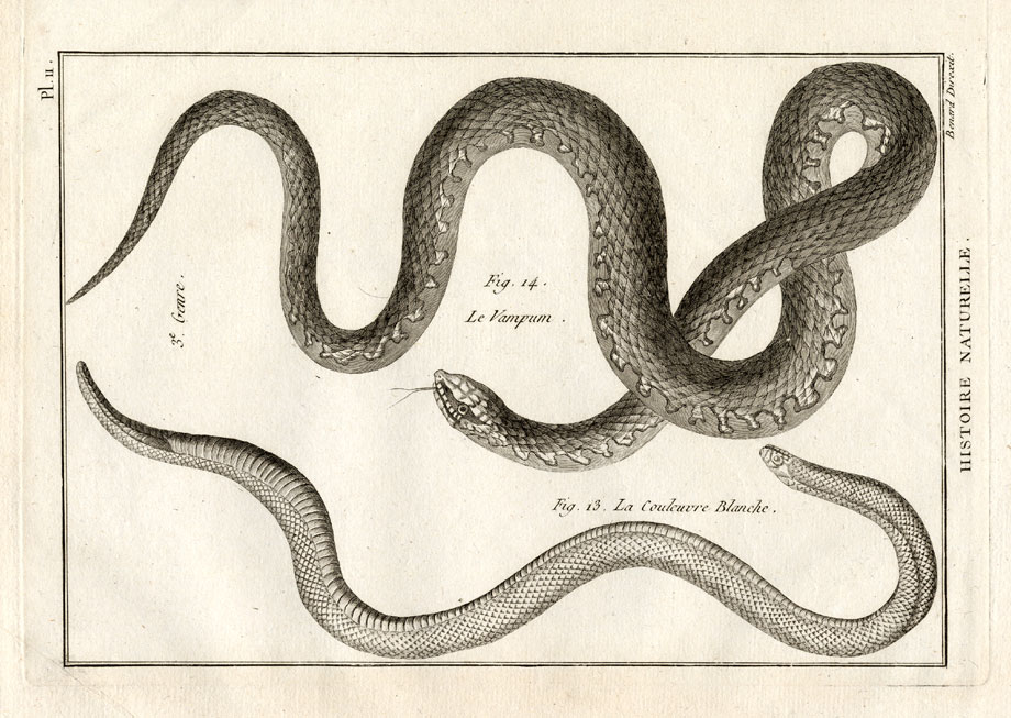 , Antique Print-GRASS SNAKES-VAMPUM-Panckoucke-1789, Pictura Antique Prints