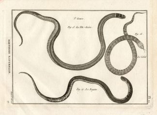 Antique Print-BLACK HEADED SNAKES-COBEL-Panckoucke-1789