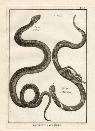 Antique Print-SNAKES-IBIBE-HEBRAIQUE-Panckoucke-1789
