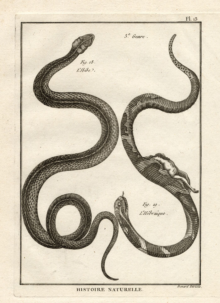 , Antique Print-SNAKES-IBIBE-HEBRAIQUE-Panckoucke-1789, Pictura Antique Prints