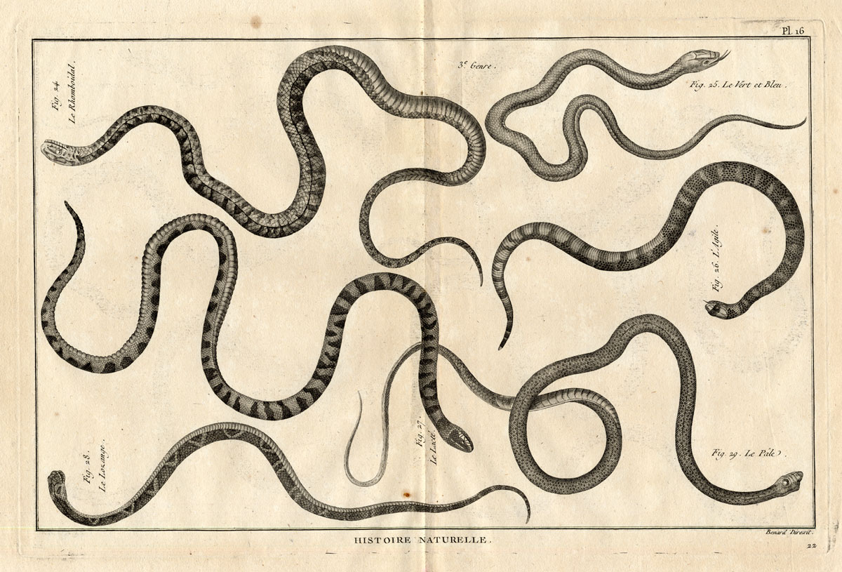 , Antique Print-SNAKES-RHOMBOIDAL-LOZANGE-Panckoucke-1789, Pictura Antique Prints