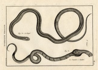 Antique Print-INDIAN COBRA-SNAKE-SNAKES-Panckoucke-1789