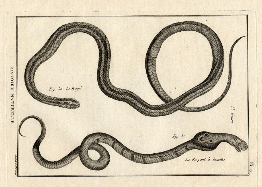 , Antique Print-INDIAN COBRA-SNAKE-SNAKES-Panckoucke-1789, Pictura Antique Prints