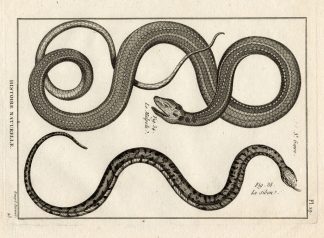 Antique Print-MONTPELLIER SNAKE-SNAKES-Panckoucke-1789