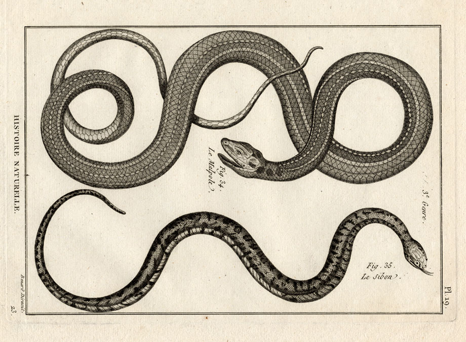 , Antique Print-MONTPELLIER SNAKE-SNAKES-Panckoucke-1789, Pictura Antique Prints