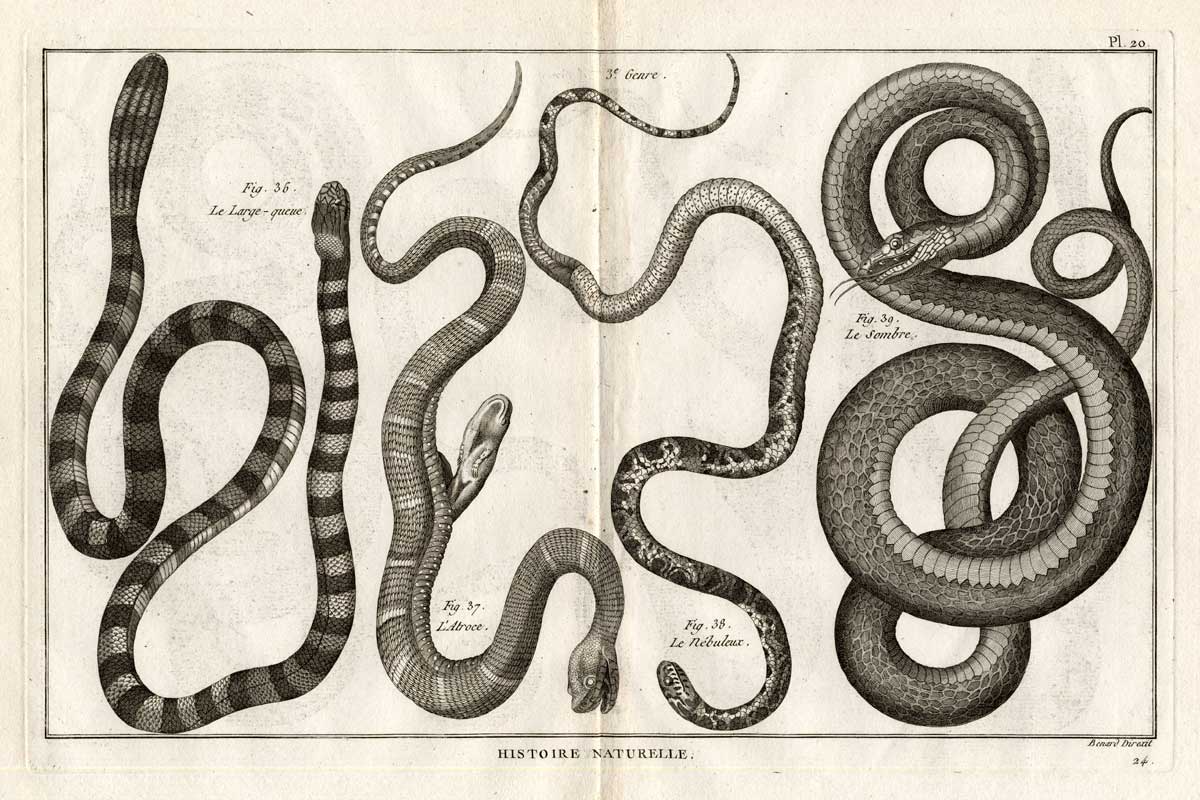 , Antique Print-SNAKES-ATROCE-SOMBRE-Panckoucke-1789, Pictura Antique Prints