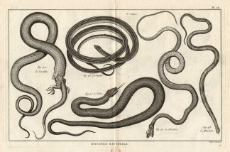 Antique Print-RIBBON SNAKE-CORAL SNAKE-Panckoucke-1789