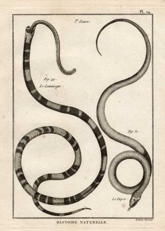 Antique Print-SNAKES-LEMNISQUE-DIPSE-Panckoucke-1789