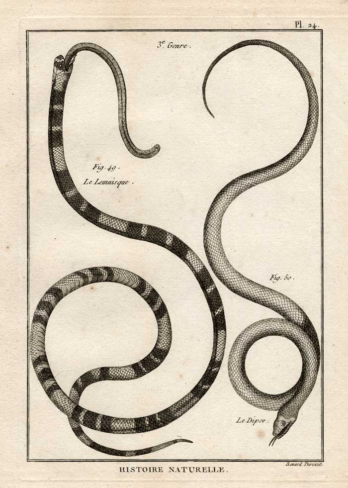 , Antique Print-SNAKES-LEMNISQUE-DIPSE-Panckoucke-1789, Pictura Antique Prints
