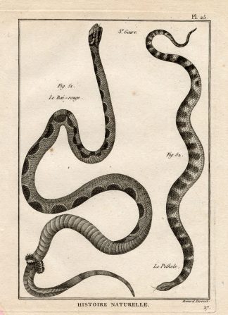 Antique Print-SNAKES-BAI ROUGE-PETHOLE-Panckoucke-1789