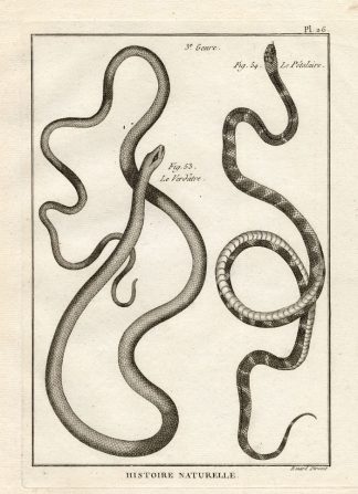 Antique Print-SNAKES-VERDATRE-PETALEIRE-Panckoucke-1789