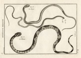 Antique Print-DOG TOOTHED CAT SNAKE-Panckoucke-1789