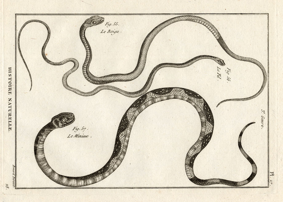 , Antique Print-DOG TOOTHED CAT SNAKE-Panckoucke-1789, Pictura Antique Prints