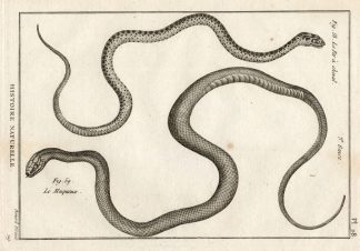 Antique Print-HORSESHOE WHIP SNAKE-Panckoucke-1789