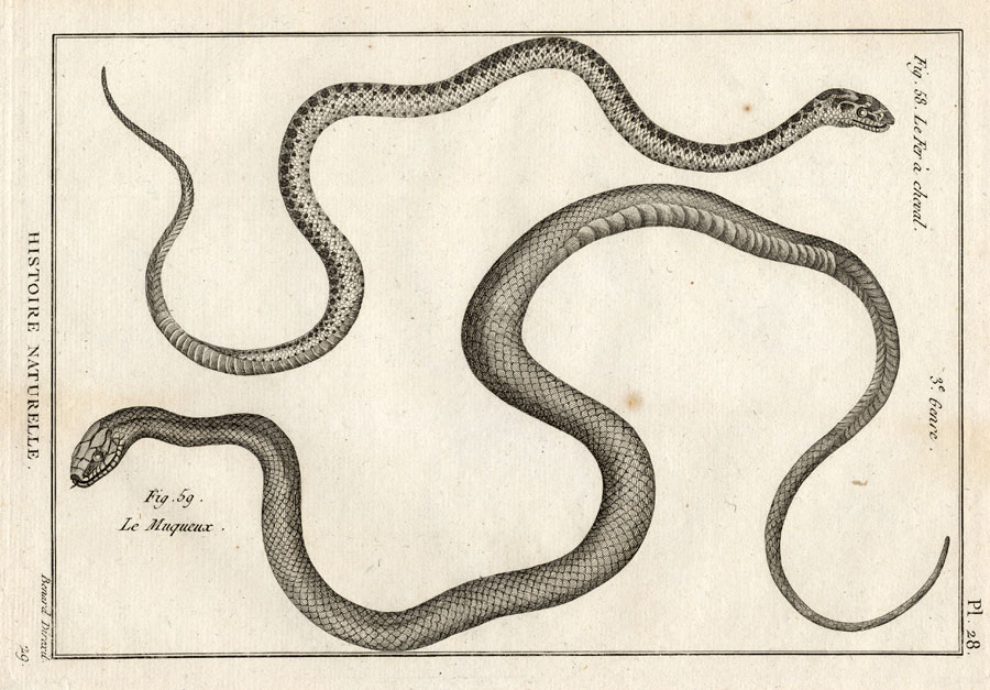 , Antique Print-HORSESHOE WHIP SNAKE-Panckoucke-1789, Pictura Antique Prints