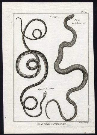 Antique Print-SNAKES-CENCO-BLEUATRE-Panckoucke-1789
