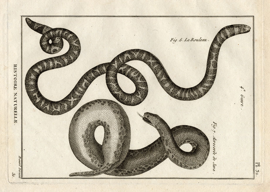 , Antique Print-FALSE CORAL SNAKE-SNAKES-Panckoucke-1789, Pictura Antique Prints