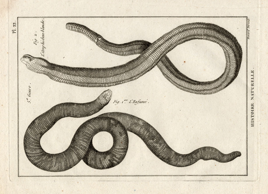 , Antique Print-WORM LIZARD-INFUME-SNAKES-Panckoucke-1789, Pictura Antique Prints