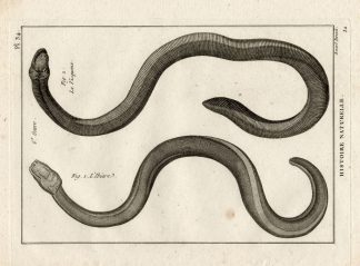 Antique Print-SNAKES-IBIARE-VISQUEUX-Panckoucke-1789