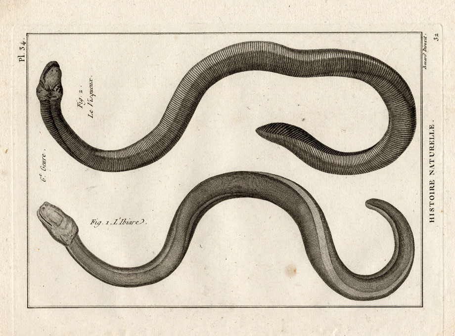 , Antique Print-SNAKES-IBIARE-VISQUEUX-Panckoucke-1789, Pictura Antique Prints