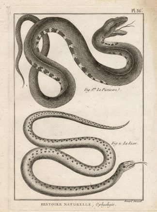 Antique Print-SMOOTH SNAKE-SNAKES-Panckoucke-1789