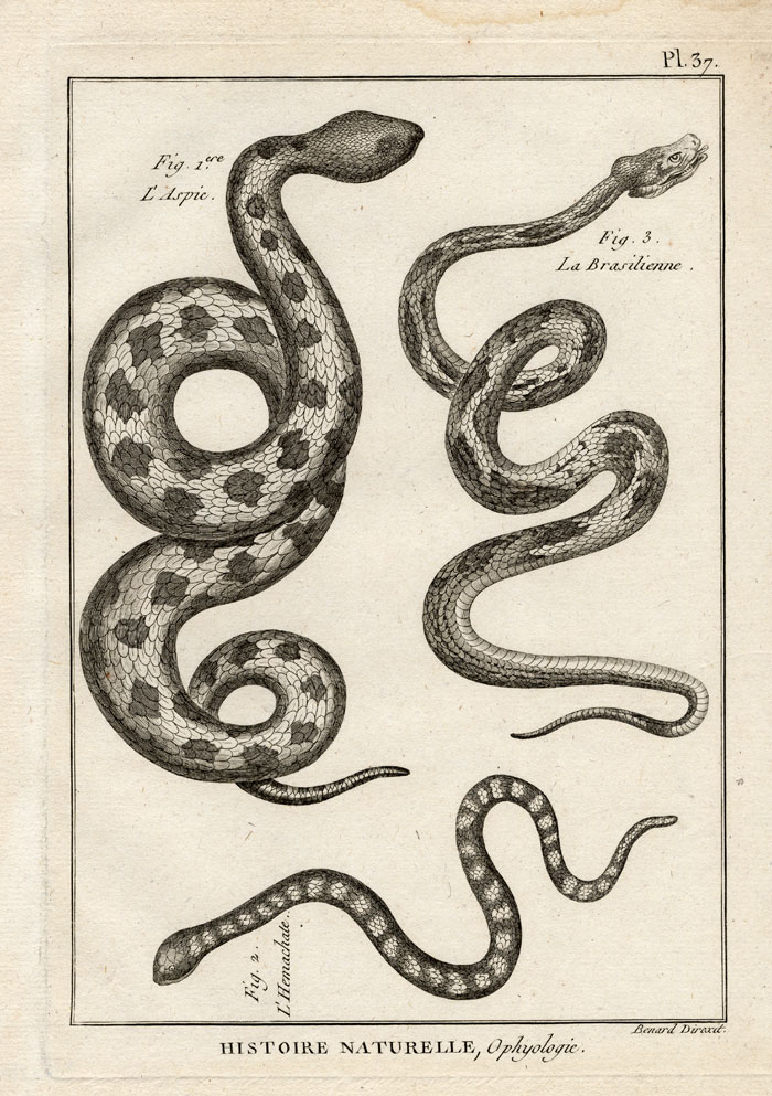 Bb07800 416x590 Antique Print-ASP-RINKHALS SNAKE-VIPER-Panckoucke-1789