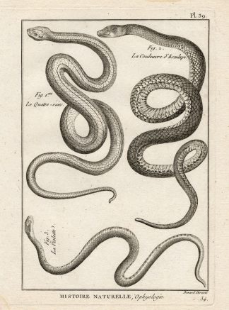 Antique Print-AESCULAPIAN SNAKE-SNAKES-Panckoucke-1789
