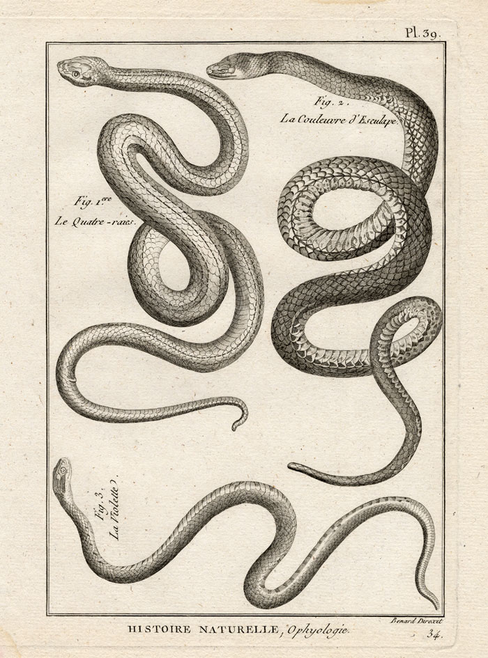 , Antique Print-AESCULAPIAN SNAKE-SNAKES-Panckoucke-1789, Pictura Antique Prints