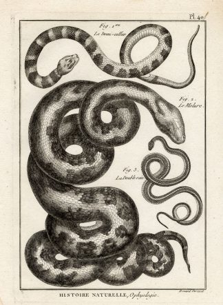Antique Print-INDIAN PYTHON-LINED SNAKE-Panckoucke-1789