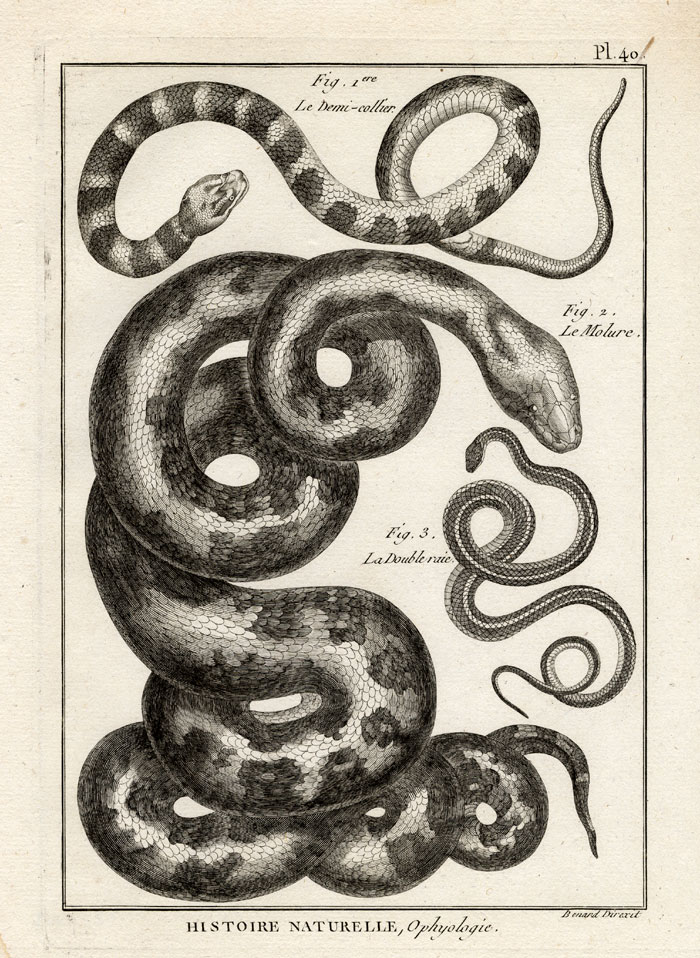 , Antique Print-INDIAN PYTHON-LINED SNAKE-Panckoucke-1789, Pictura Antique Prints