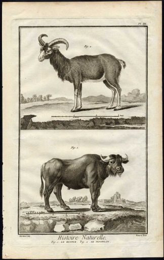 Antique Print-BUFFALO-MOUFLON-Martinet-Diderot-1751