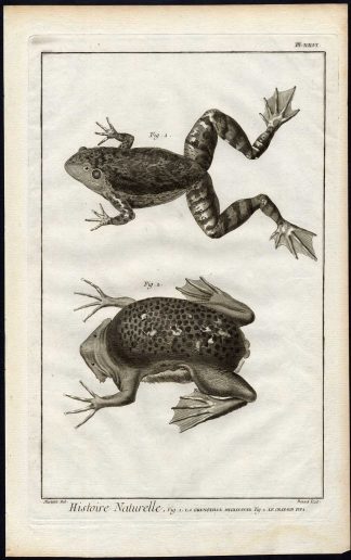Antique Print-SURINAM TOAD-PIPA-BULLFROG-Martinet-Diderot-1751