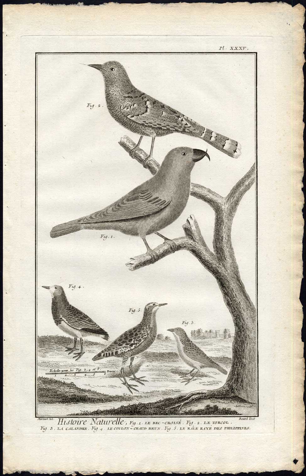 , Antique Print-CROSSBILL-WRYNECK-LARK-RAIL-Martinet-Diderot-1751, Pictura Antique Prints