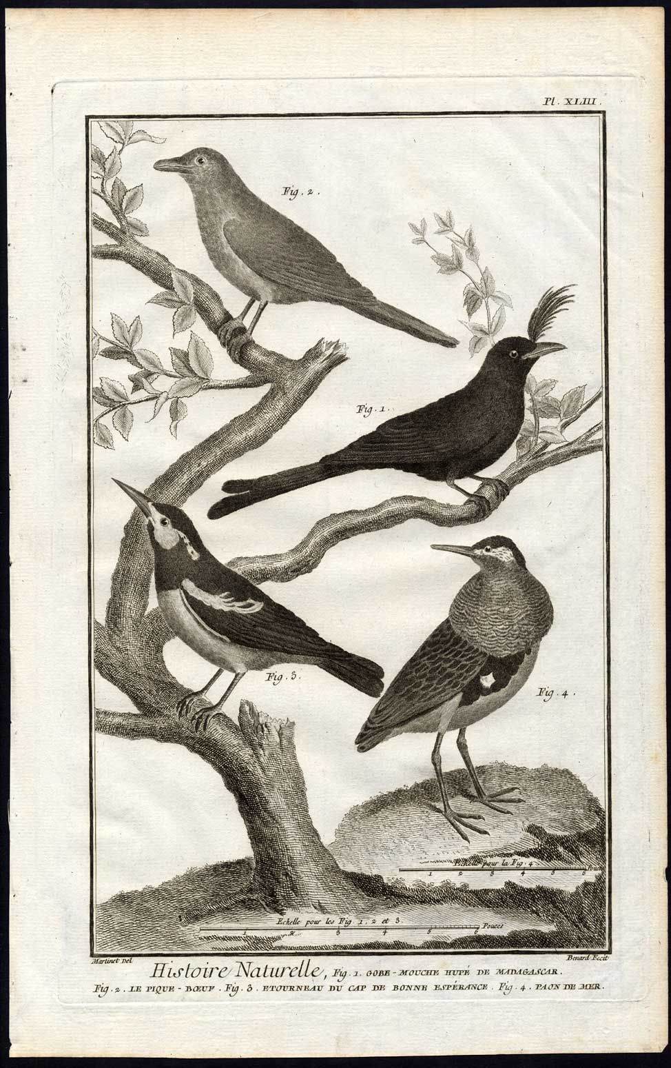 , Antique Print-FLYCATCHER-RED BILLED OXPECKER-STARLING-SEA PEACOCK-Diderot-1751, Pictura Antique Prints