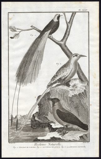 Antique Print-BIRD OF PARADISE-TROPICBIRD-HOODED CROW-Martinet-Diderot-1751