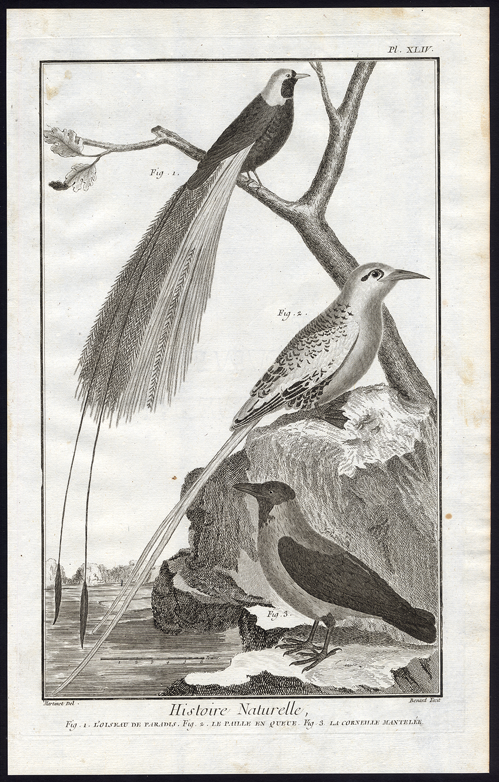 , Antique Print-BIRD OF PARADISE-TROPICBIRD-HOODED CROW-Martinet-Diderot-1751, Pictura Antique Prints