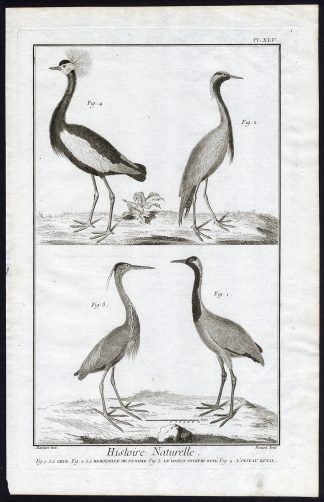 Antique Print-PURPLE HERON-DEMOISELLE CRANE-CRESTED CRANE-Martinet-Diderot-1751
