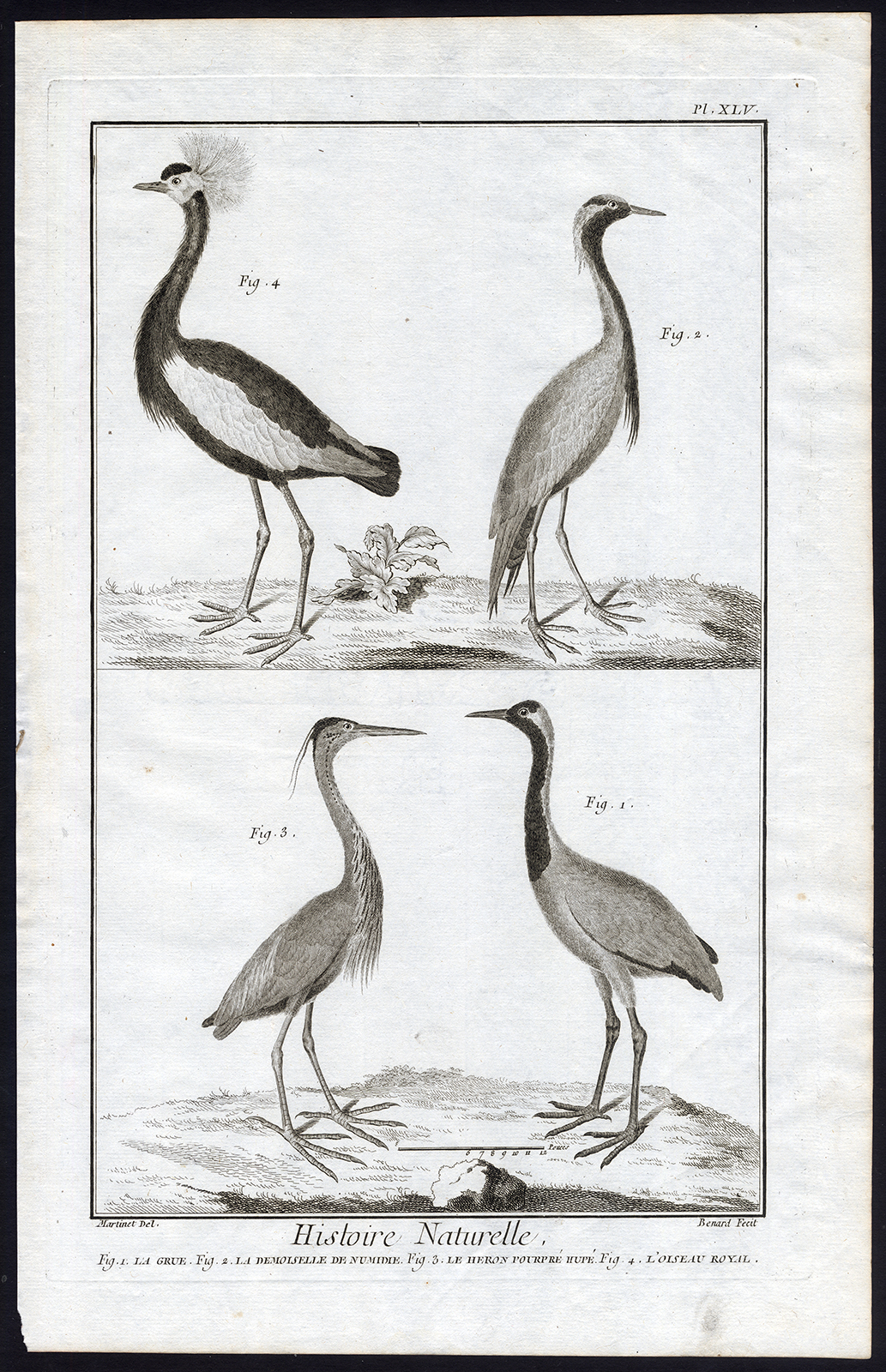 , Antique Print-PURPLE HERON-DEMOISELLE CRANE-CRESTED CRANE-Martinet-Diderot-1751, Pictura Antique Prints