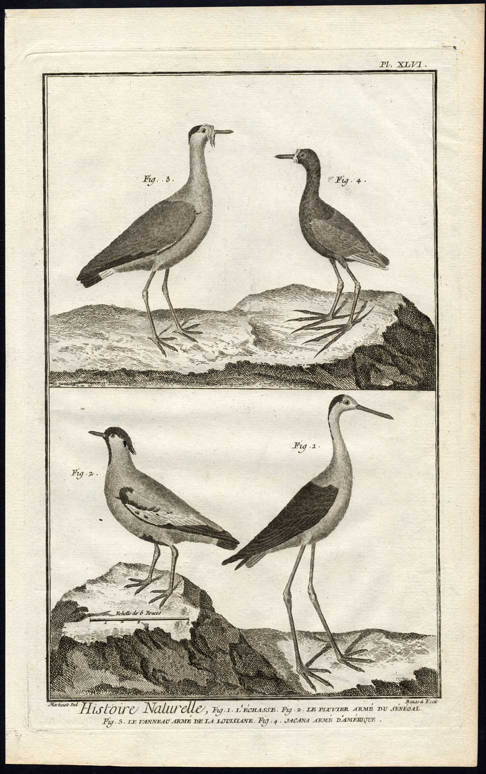 , Antique Print-STILT-PLOVER-LAPWING OF LOUISIANA-JACANA-Martinet-Diderot-1751, Pictura Antique Prints