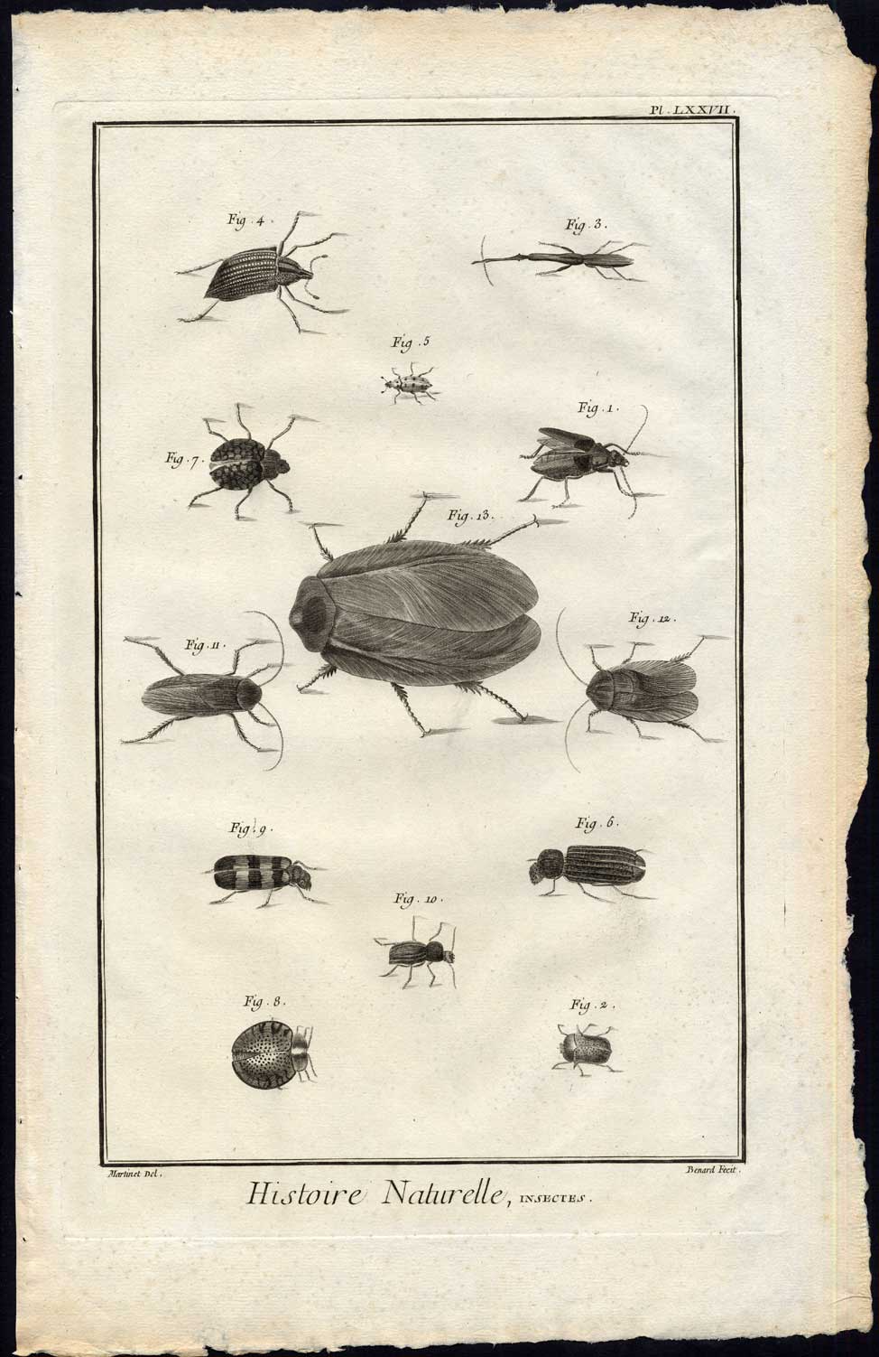 , Antique Print-TORTOISE BEETLE-DARKLING-CHRYSOMELA-Martinet-Diderot-1751, Pictura Antique Prints